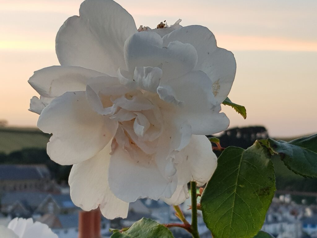 Image of a close up photo taken of a white rose